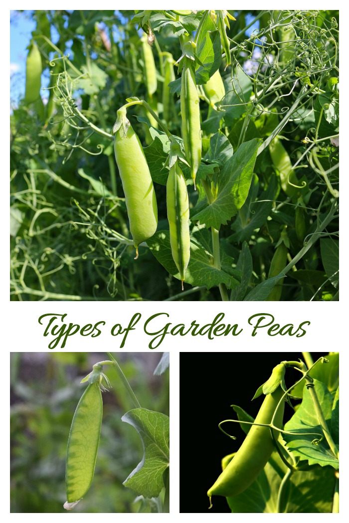 Types of pea plants