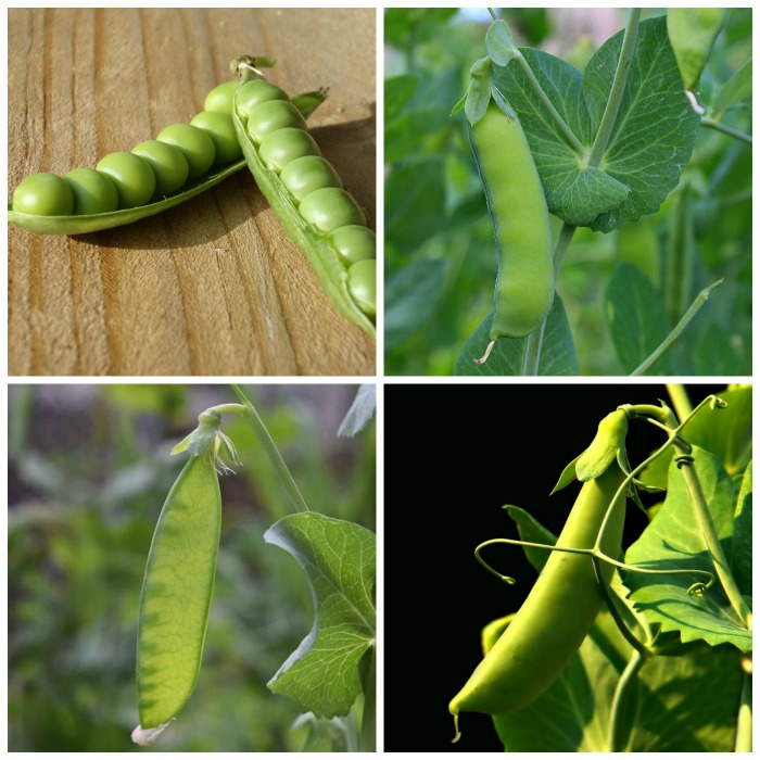 Types of  Peas – Tips for Growing Garden Peas – Snow Sugar Snap English Peas