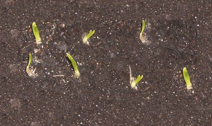 Keep garlic plants evenly moist