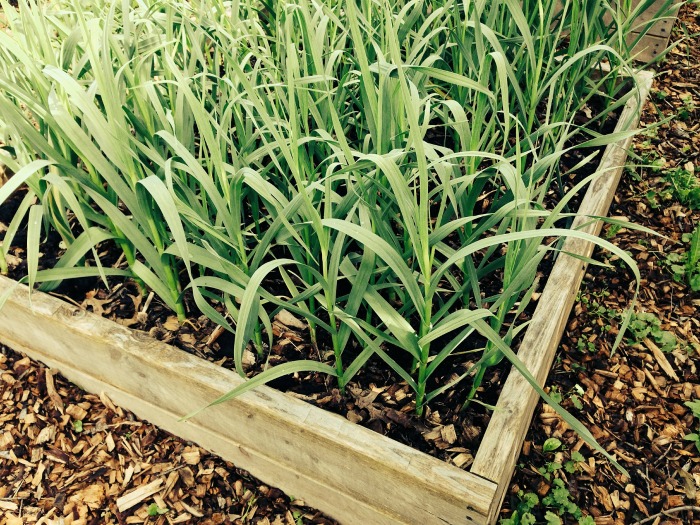 Garlic in a garden bed