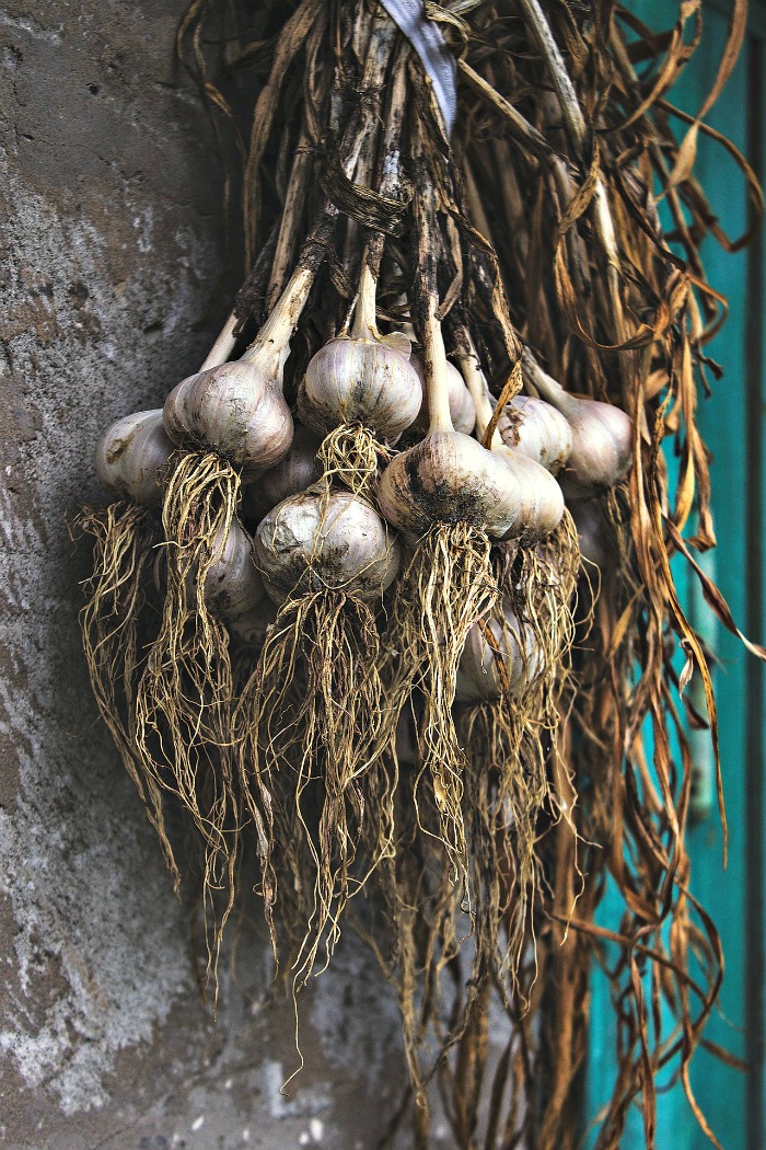 Dry garlic after harvest by hanging the stems and bulbs
