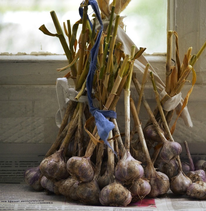 drying garlic bulbs