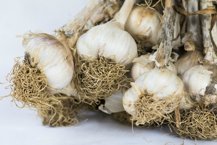 Harvesting garlic