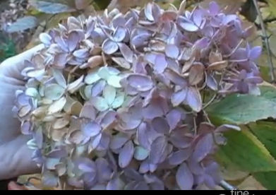 hydrangea wreath