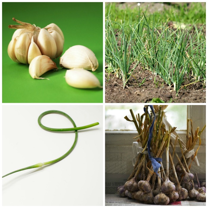Planting Garlic – Tips for Growing and Harvesting
