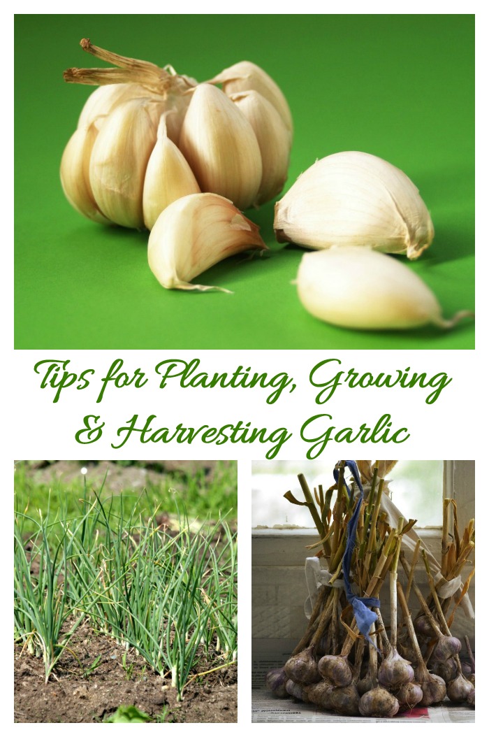 This tips for planting garlic will make sure that your crop is the best one next year. See also how to grow it and harvest garlic.