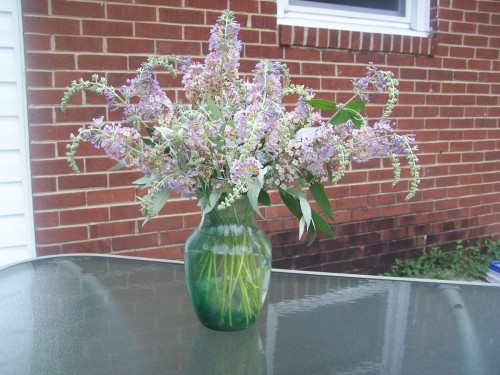 butterfly bush