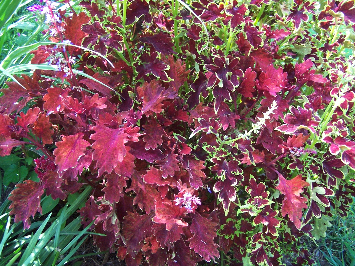 coleus plants