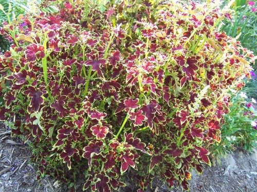 coleus