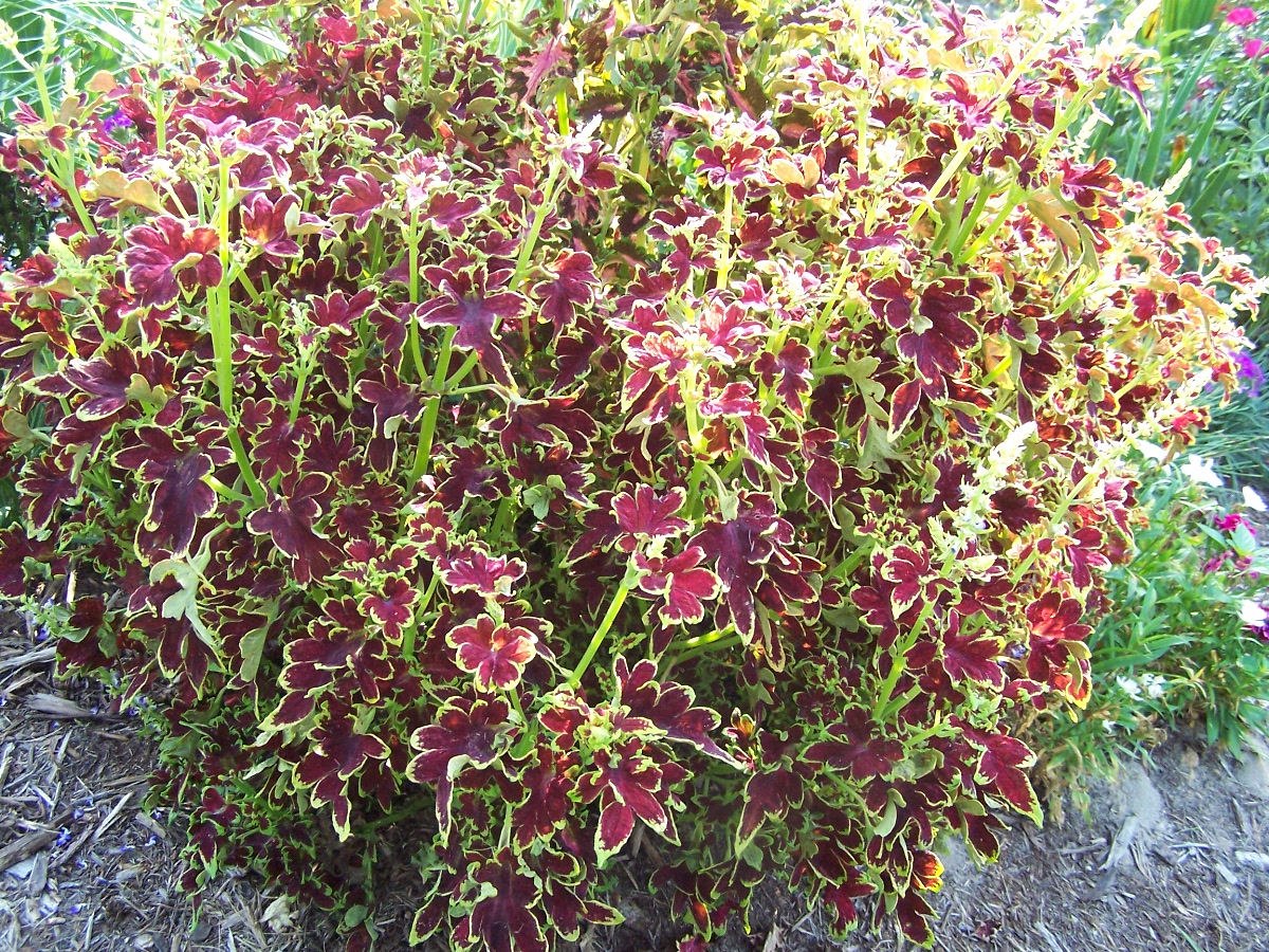 coleus plants
