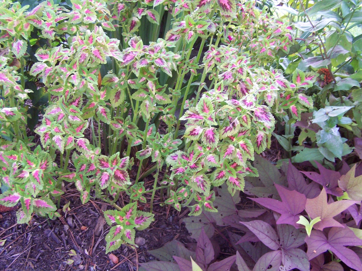 coleus 