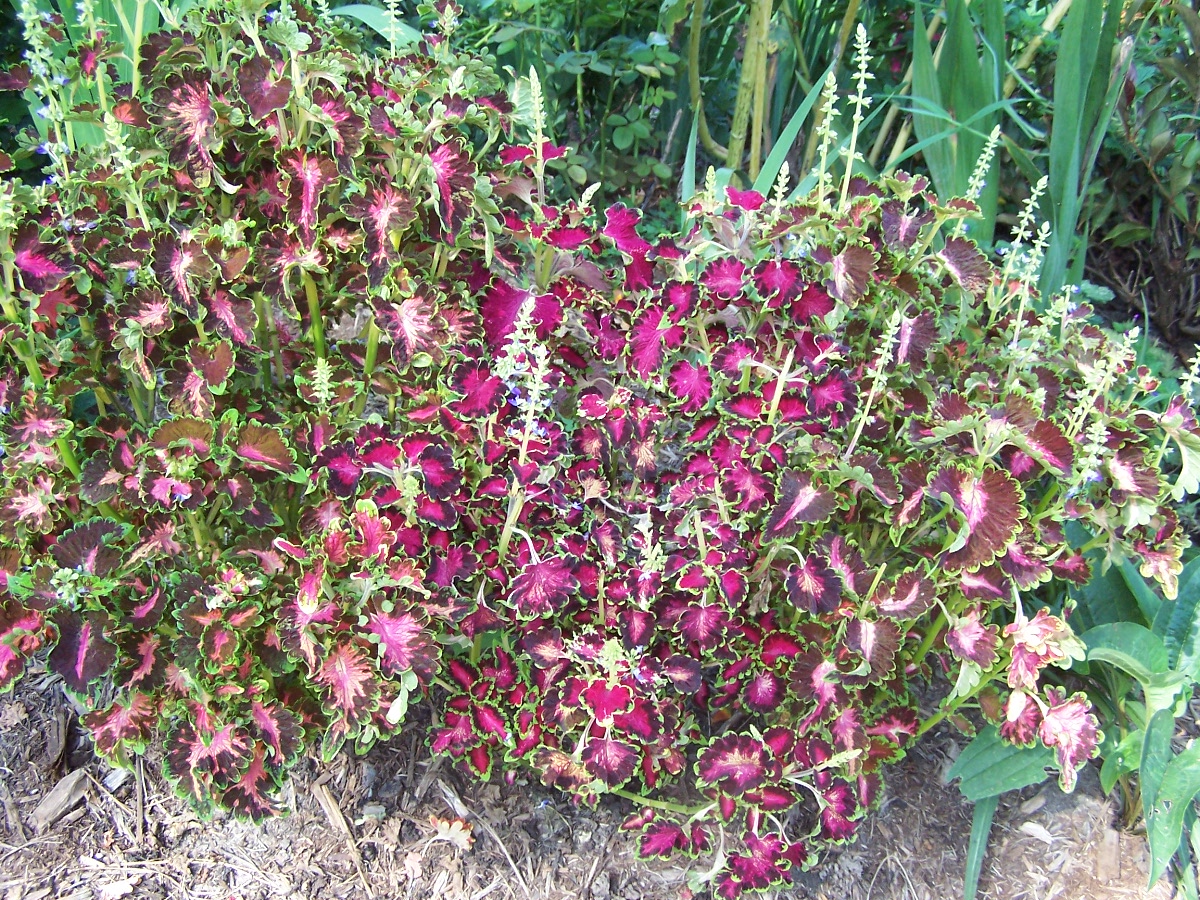 coleus 