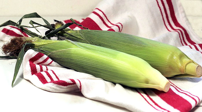 Two ears of corn with husks ready for cooking corn in the microwave