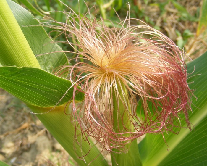 Corn silk helps to transfer pollen on a corn plant