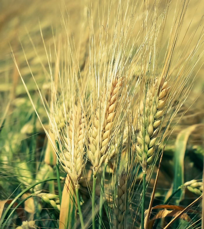 corn tassels