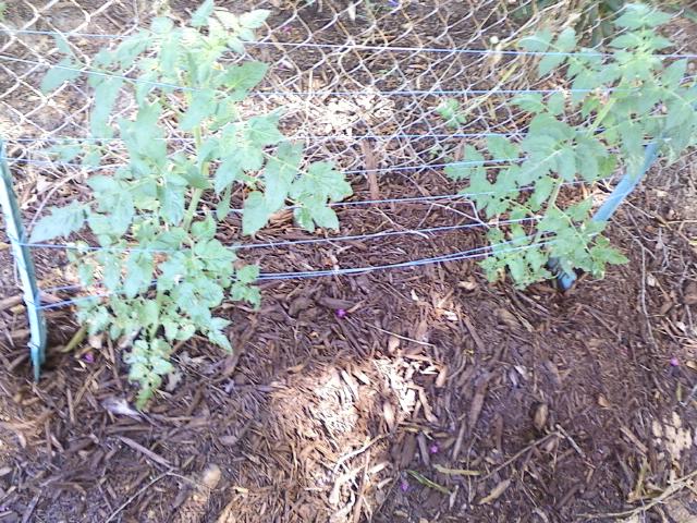 tomato plants