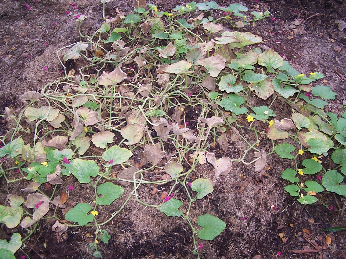 melon plants