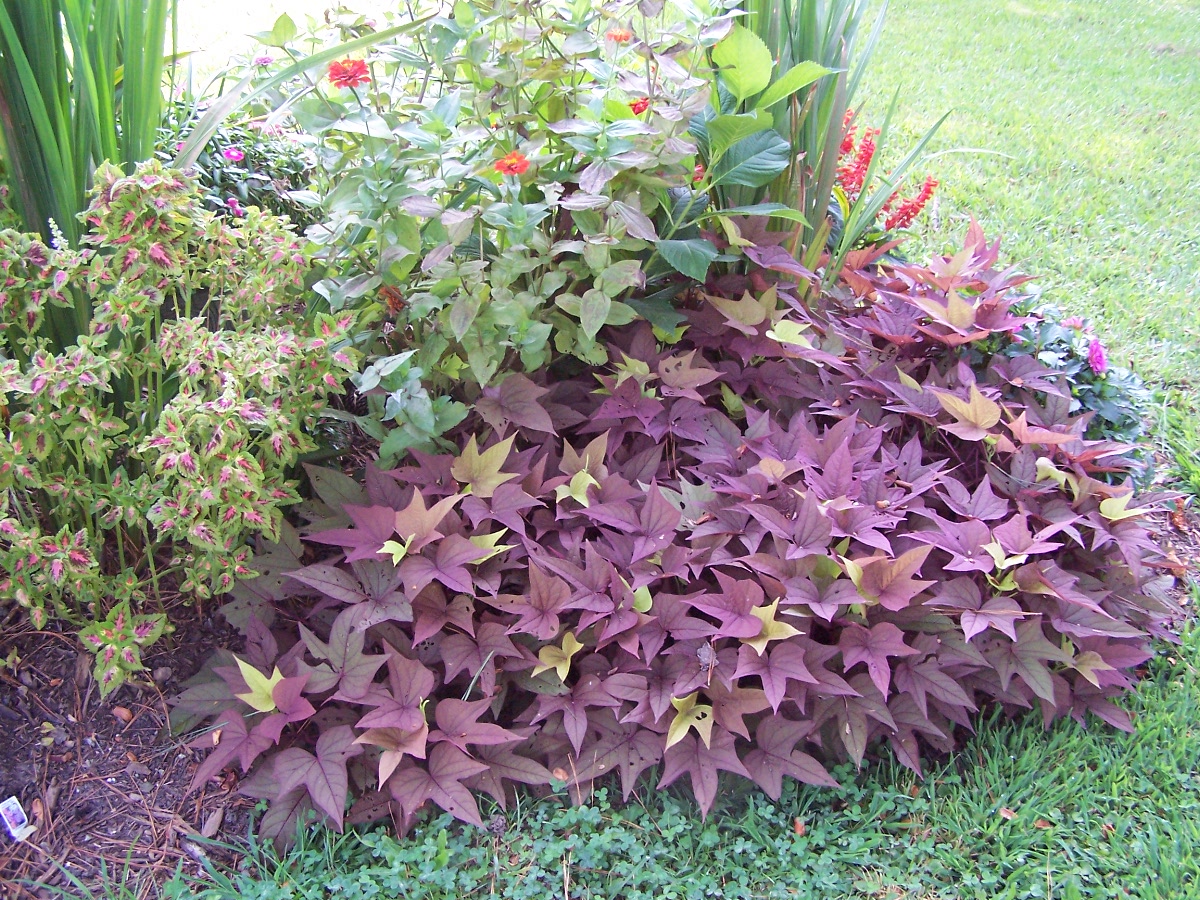 coleus and sweet potato vine