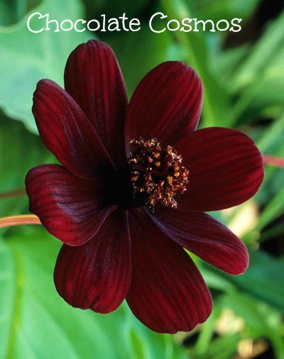 Chocolate Cosmos - one of the 10 rarest flowers in the world 