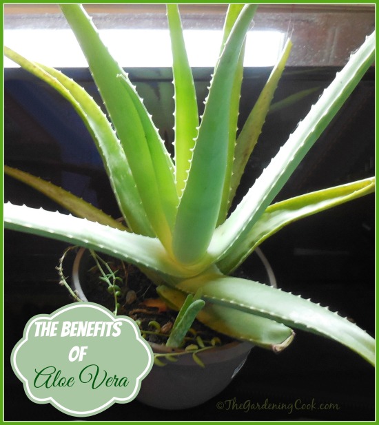 Aloe Vera has many medical benefits. It is easy to grow and the gel is great to use in many ways.
