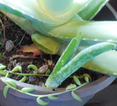 Aloe Vera offest