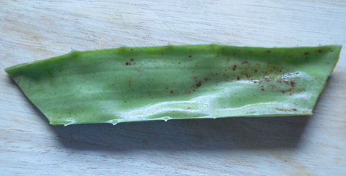 Aloe Vera stem