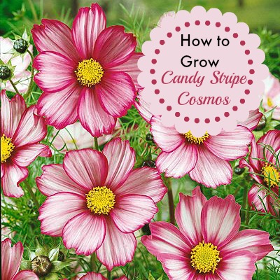 Cosmos – Easy Care Annual That Does Not Mind Poor Soil