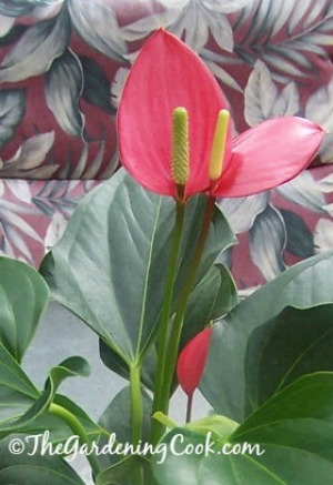 Anthurium - Flamingo flower