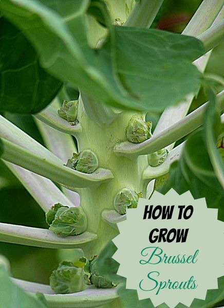 Growing Brussels Sprouts – A Cool Weather Crop