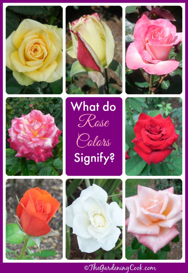 What do the colors of roses signify?