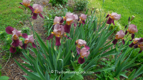 Bearded irises replanted from a dusty old bed are now blooming magnificently.