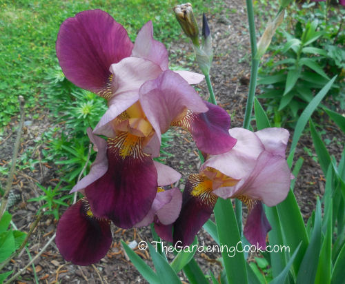 close up of my bearded irises