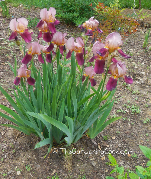This clump is growing in my test garden