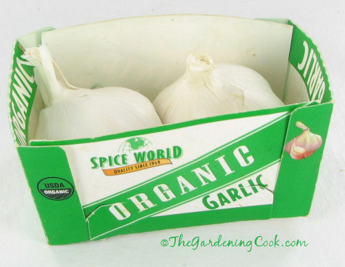 GROWINGGARLIC1