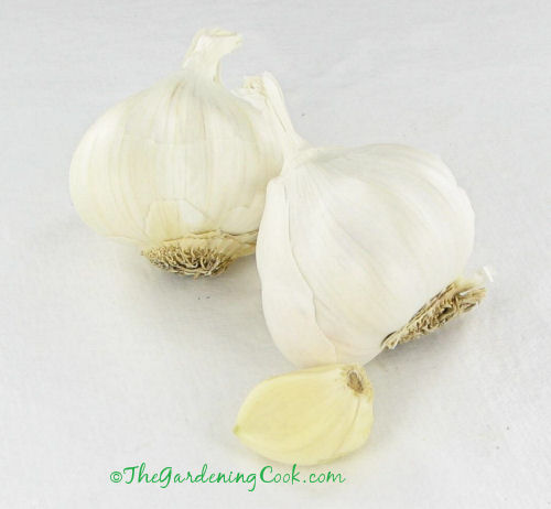 organic garlic