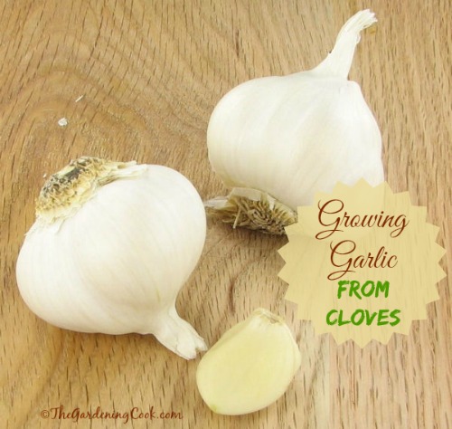 Growing Garlic from a Single Clove