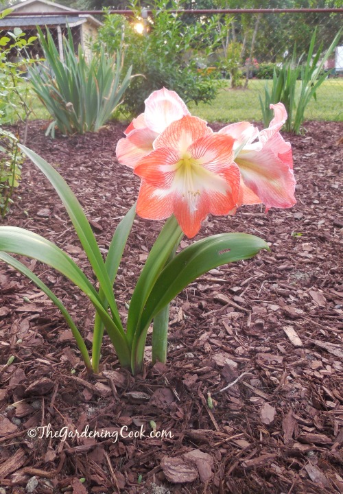 My amaryllis in bloom in a zone 7b garden!
