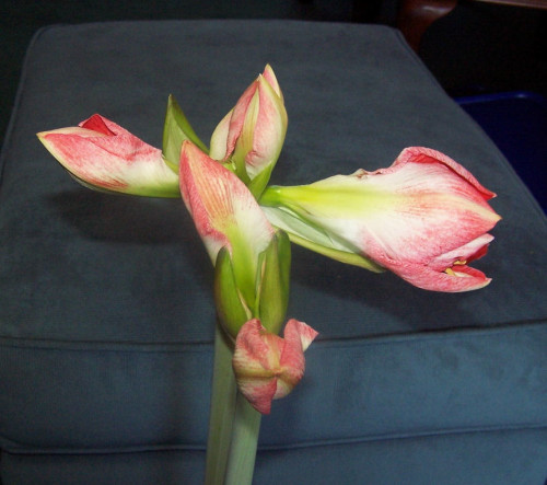 amymarch10a