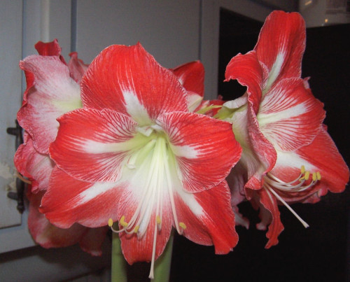 amaryllis bulbs