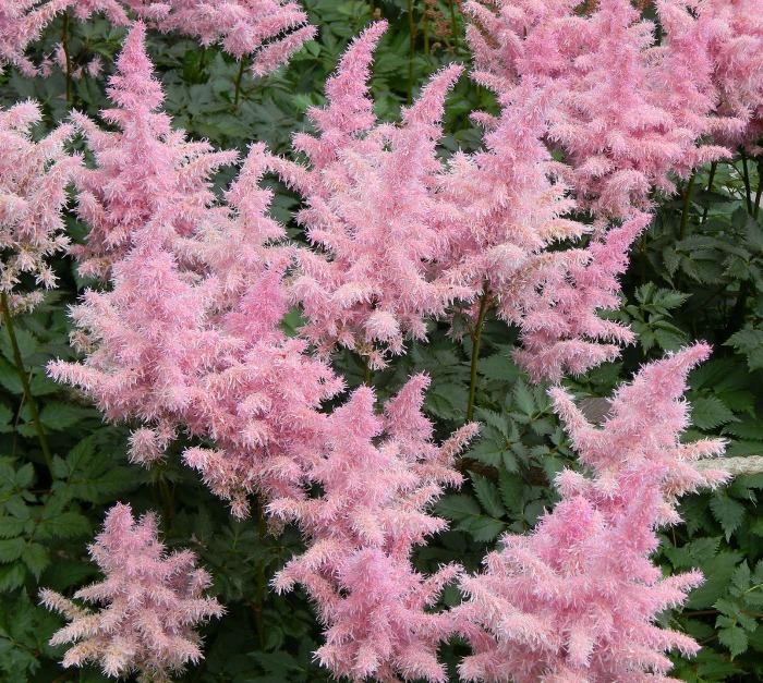 Pink Astilbe -shade loving perennial