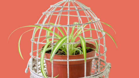Bird Cage Planters – Tutorial plus 15 Decorative Birdcage Planter Ideas