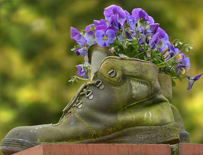 Boot planter with pansies