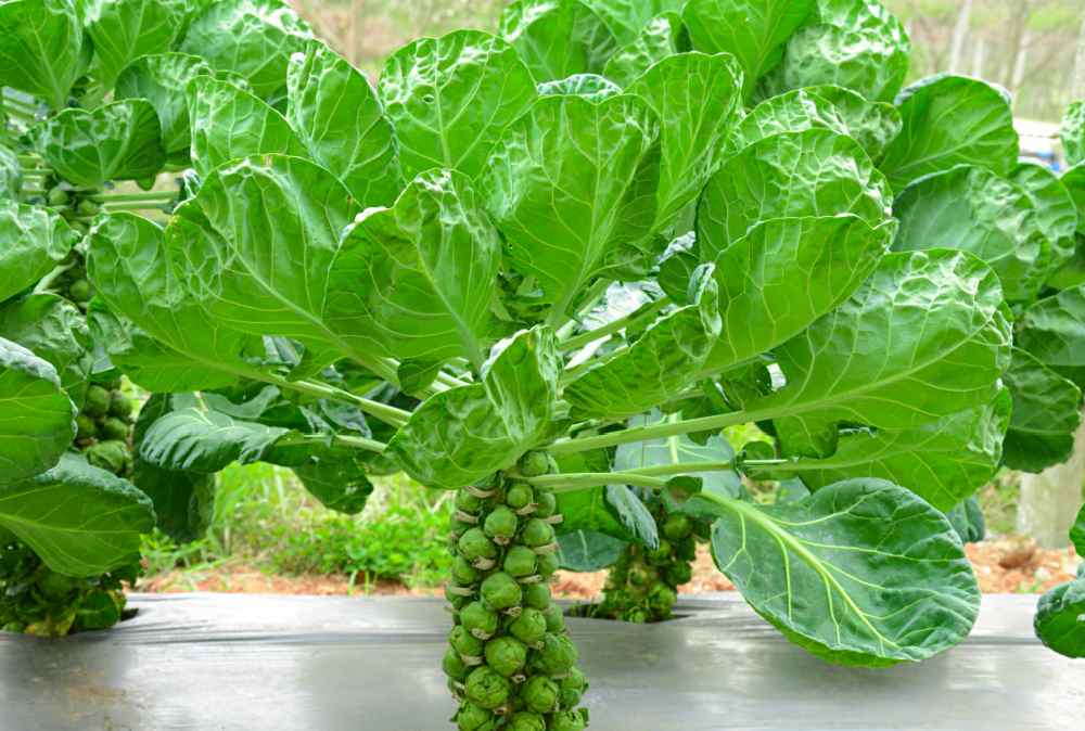 Brussels sprouts plant with leafy tops.
