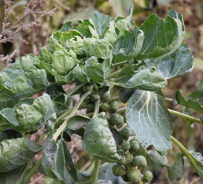 Brussels sprouts leaves above sprouts on a stalk