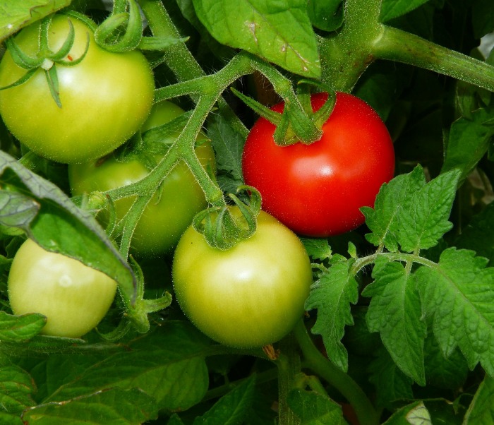 Ripening bush tomatoes