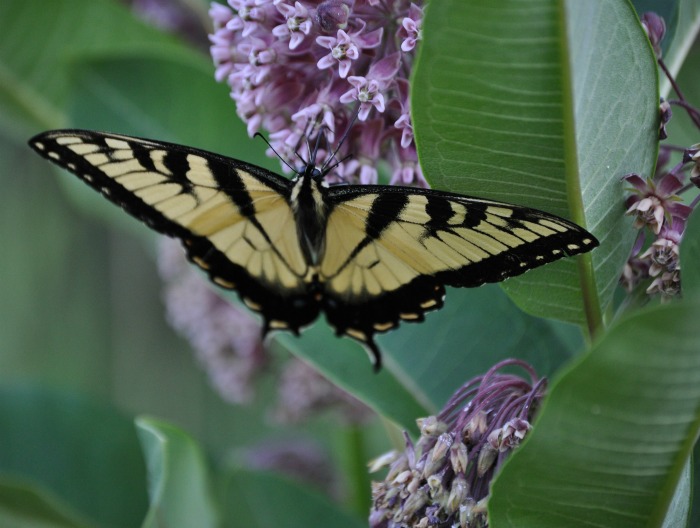Butterfly bush with monarch butterfly