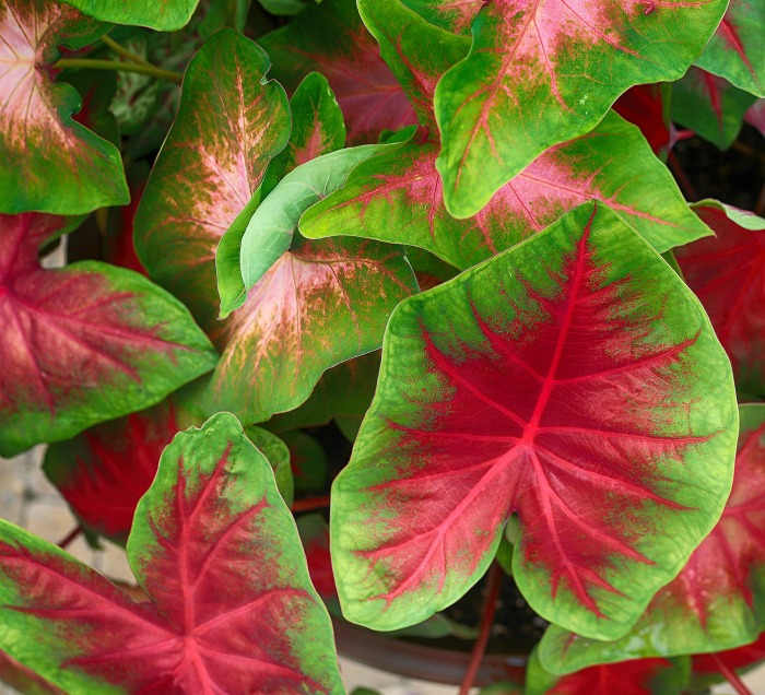 Colorful caladiums look great with hostas