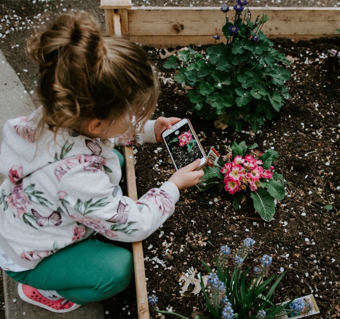 Little girl taking a photo of a plant in a raised garden bed