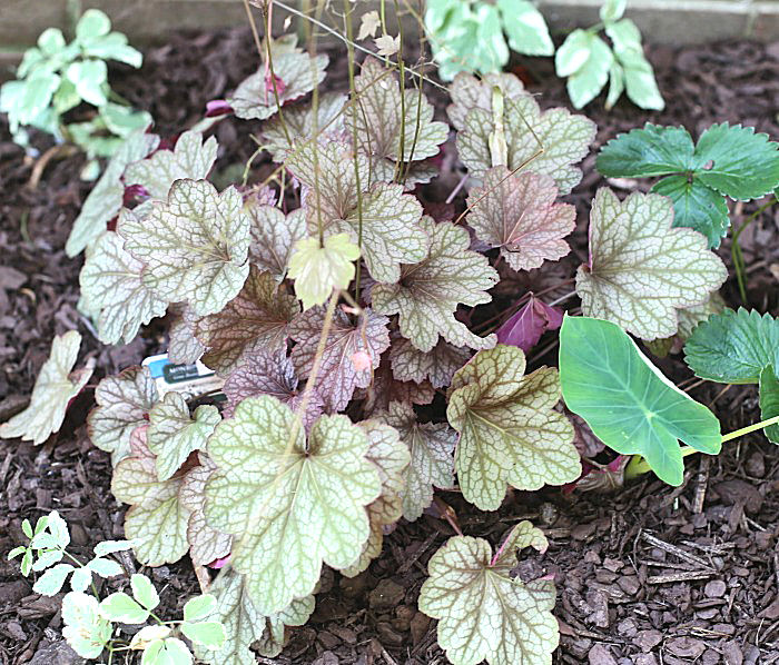 Carnival Watermelon coral bells is a good companion plant for hosta