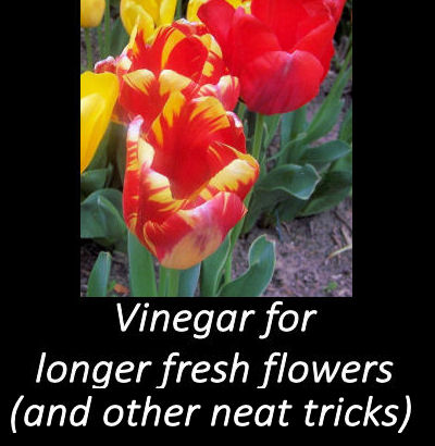 vinegar tips